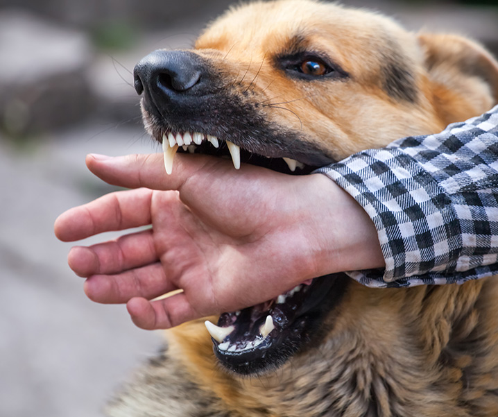 Dog Bites